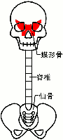 電磁波防止のBhadoで、仙骨の歪み（腰痛）を緩和